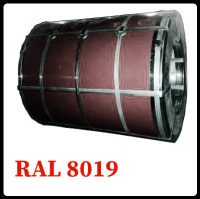 Сталь у рулонах/SeAH Steel/оцинкована з полімерним покриттям AKZO NOBEL (Юж.Корея) 8019 темно коричневий